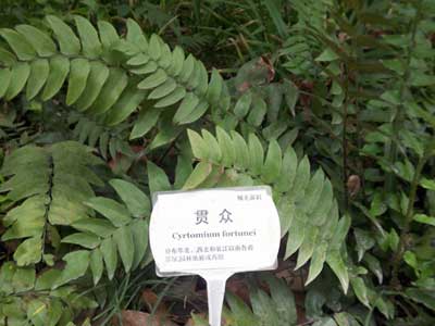 贯众